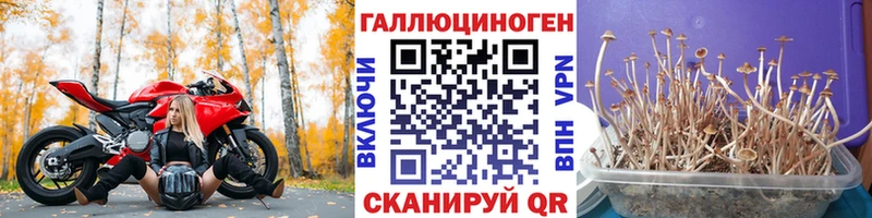 магазин продажи наркотиков  Данилов  hydra tor  Псилоцибиновые грибы Cubensis 